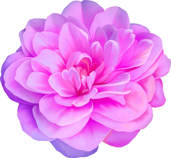 Розовый цветок камелии — стоковое фото