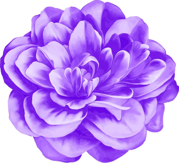 紫色的山茶花 — 图库照片