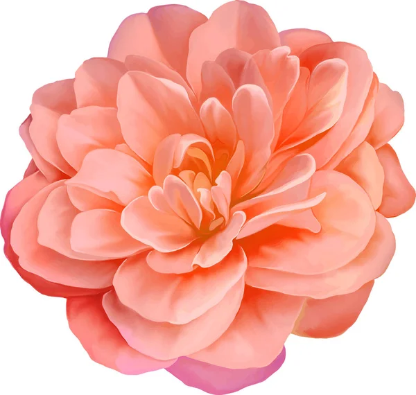 pembe kamelya çiçeği     