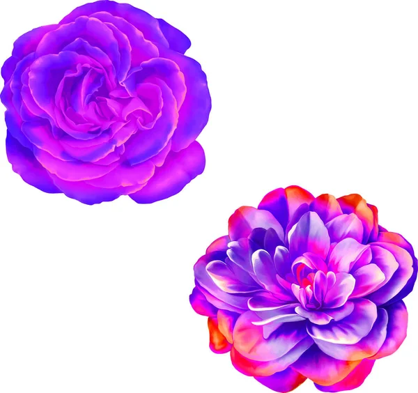 Gül çiçeği tomurcuk 