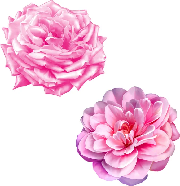 Bourgeon fleur rose — Photo