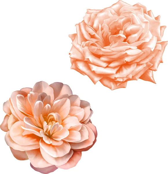 Gül çiçeği tomurcuk 