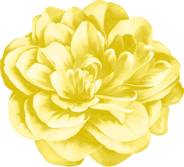 Żółty kwiat Camellia — Zdjęcie stockowe