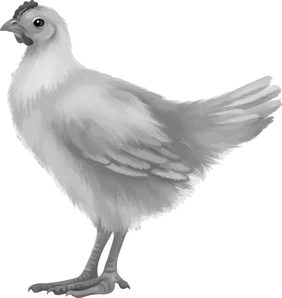 Black and White chicken — Stock Photo, Image