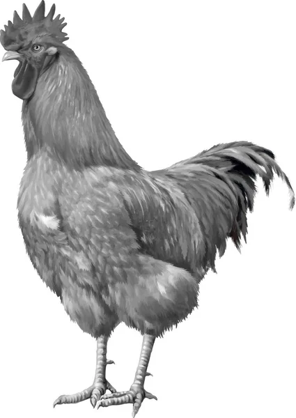 Big beautiful cock — Stock Photo, Image