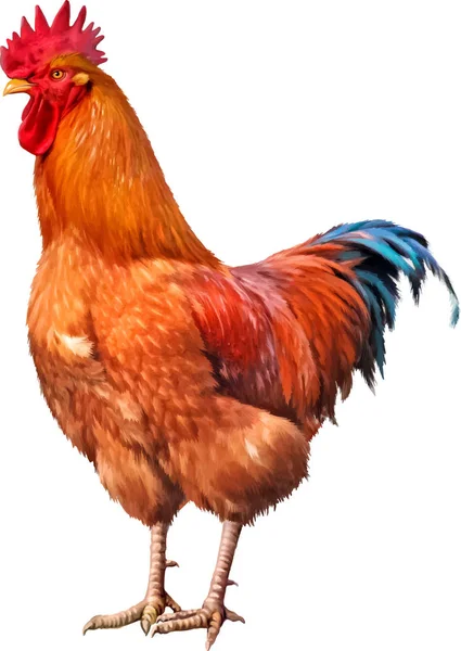 Big beautiful cock — Stock Photo, Image