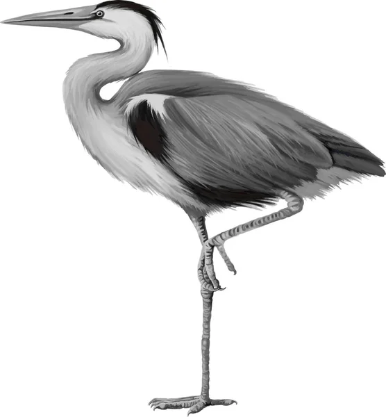 Grey Heron standing — Stock Photo, Image