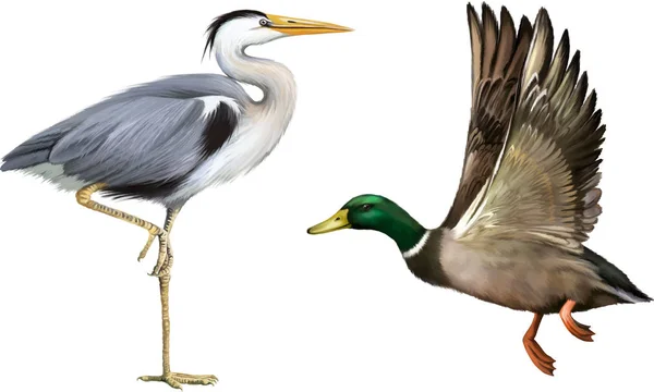 Mallard duck, Grey Heron — Stock Photo, Image