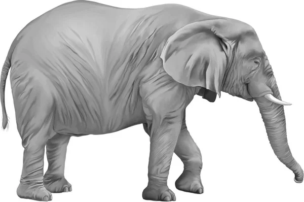 Ilustração de elefante africano — Fotografia de Stock
