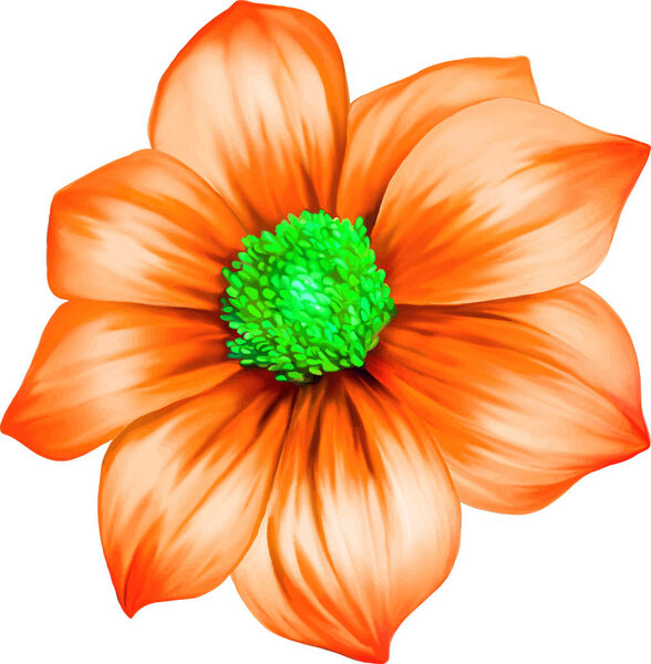 beautiful  Dahlia flower