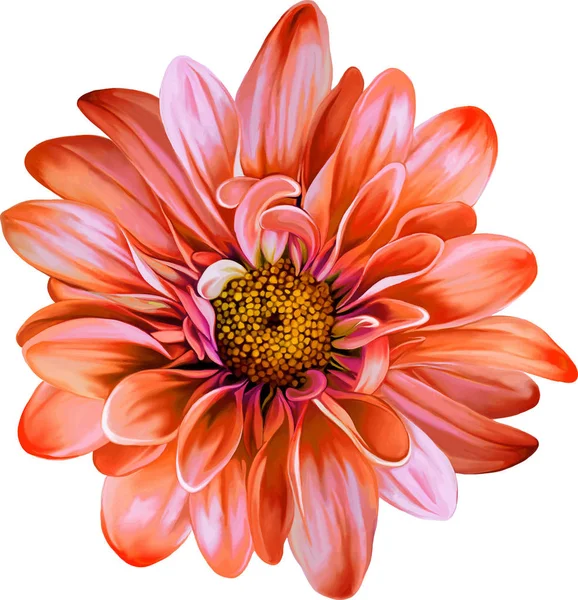 Schöne Chrysanthemenblüte — Stockfoto