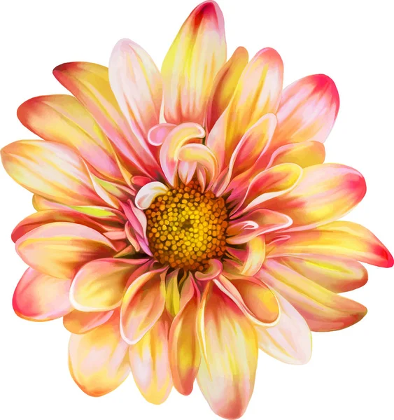 Belle fleur de chrysanthème — Photo
