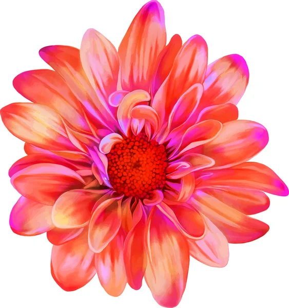 güzel Kasımpatı çiçeği