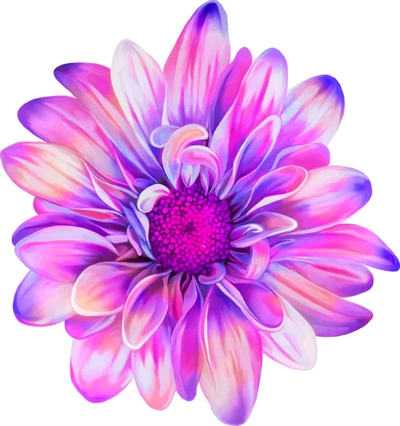 Piękne Chryzantema Kwiat — Zdjęcie stockowe