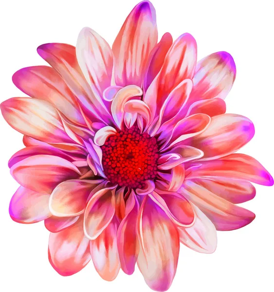 Bellissimo fiore di crisantemo — Foto Stock