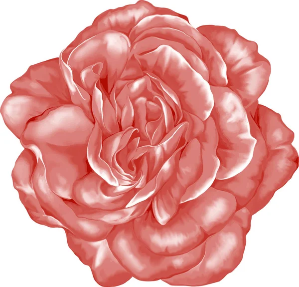 Vacker ros knopp — Stockfoto