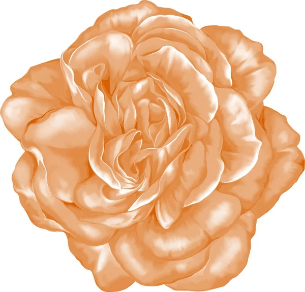 Gyönyörű Rózsa-bud — Stock Fotó