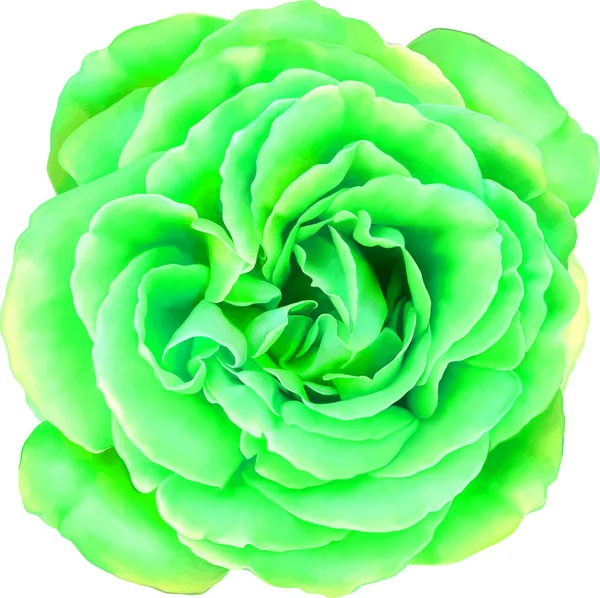 Piękny jasny zielony Kwiat Róża — Zdjęcie stockowe