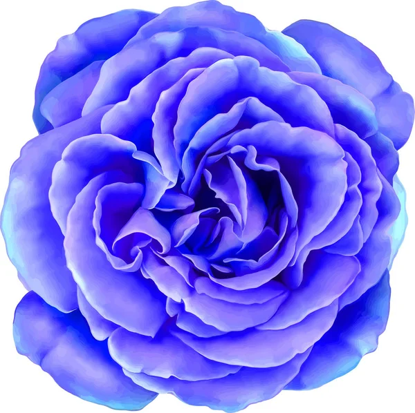 Linda flor rosa azul — Fotografia de Stock
