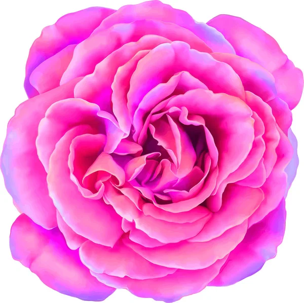 Όμορφο ανοικτό ροζ λουλούδι τριαντάφυλλο — Φωτογραφία Αρχείου