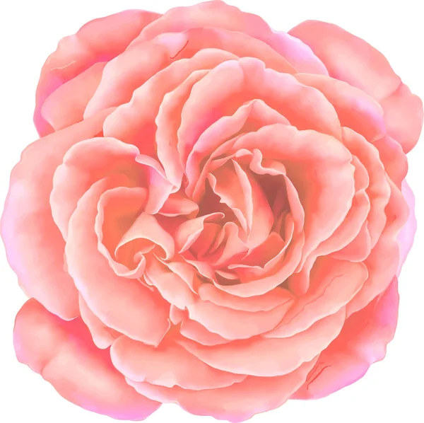 Bella rosa germoglio — Foto Stock