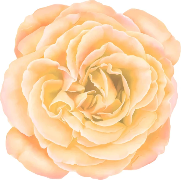 Piękny pąk róży — Zdjęcie stockowe