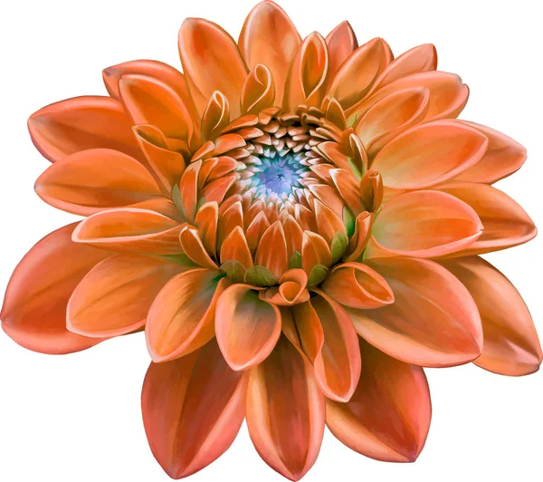 Mooie ronde Dahlia-bloem op oranje — Stockfoto