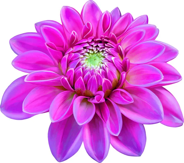 Beautiful Pink round Dahlia flower — Stock Photo, Image
