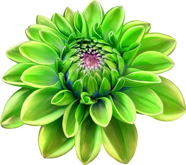 Güzel yeşil yuvarlak yıldız çiçeği çiçek 