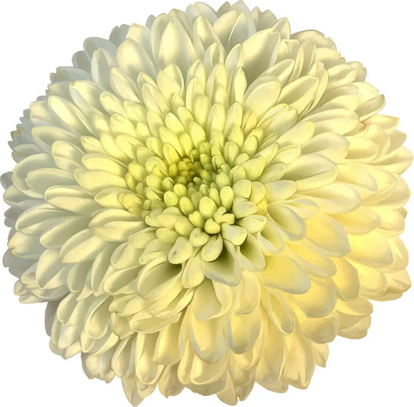 Krásný hrizantenium květ — Stock fotografie