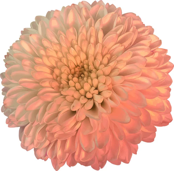 Güzel hrizantenium çiçek — Stok fotoğraf