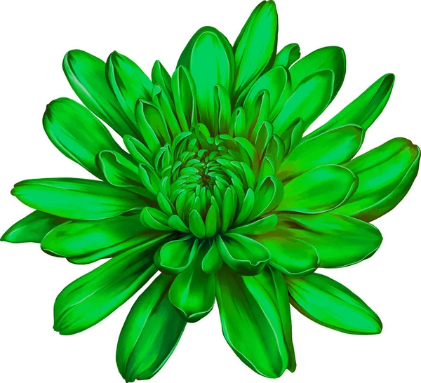 Hrizantenium piękny kwiat — Zdjęcie stockowe
