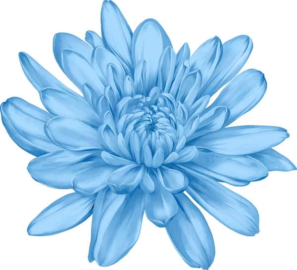 Hrizantenium piękny kwiat — Zdjęcie stockowe