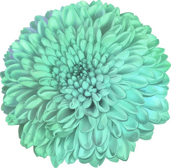 Mooie groene ronde chrysant bloem — Stockfoto