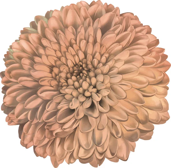 Hermosa flor de hrizantenium —  Fotos de Stock