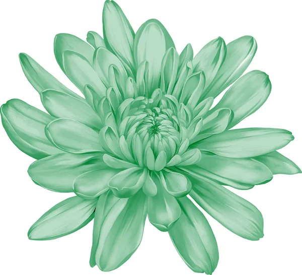 Güzel yeşil yuvarlak Kasımpatı çiçeği   