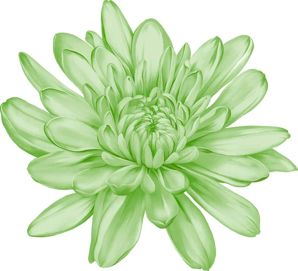 güzel hrizantenium çiçek