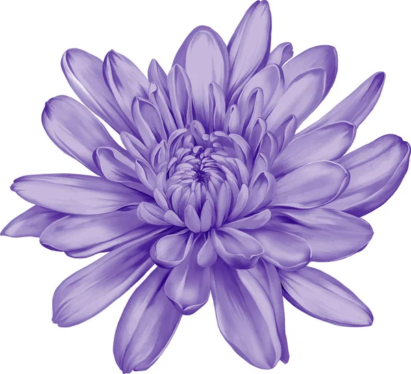 güzel hrizantenium çiçek