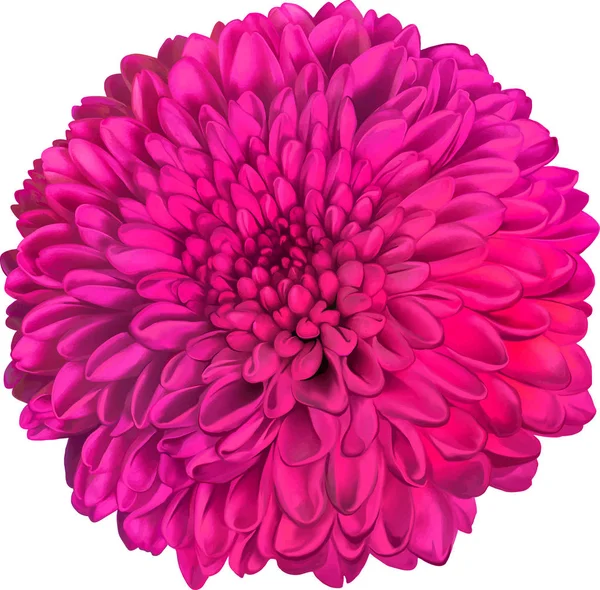 Mooie hrizantenium bloem — Stockfoto