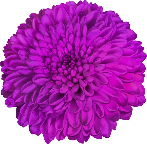 Güzel pembe yuvarlak Kasımpatı çiçeği  