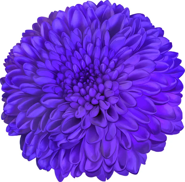 Schöne lila runde Chrysanthemenblume — Stockfoto