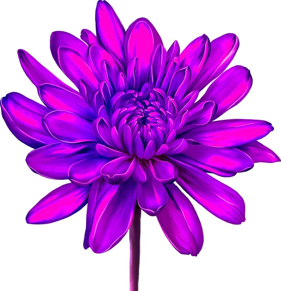 güzel hrizantenium çiçek