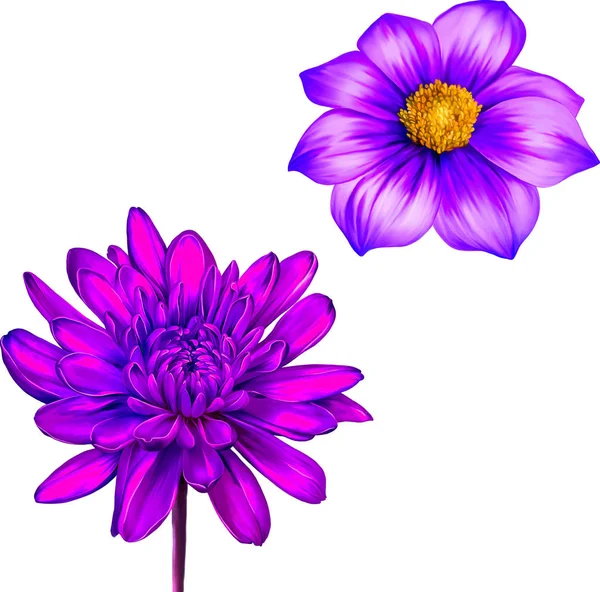 Crisantemo viola con fiori di Dahlia — Foto Stock