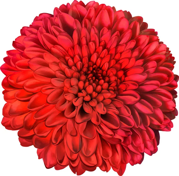 Όμορφη hrizantenium λουλούδι — Φωτογραφία Αρχείου