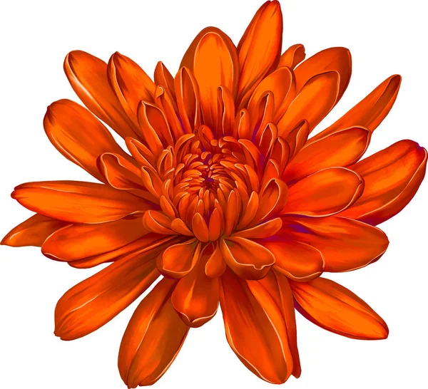 Bela flor de hrizantenium — Fotografia de Stock