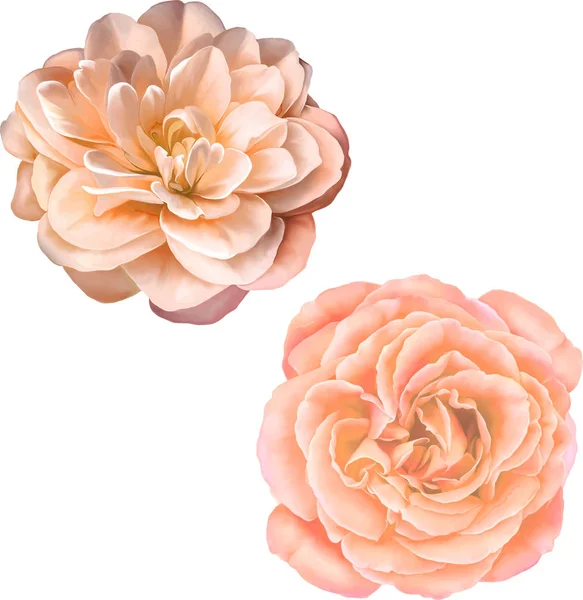 Gül çiçeği tomurcuk 