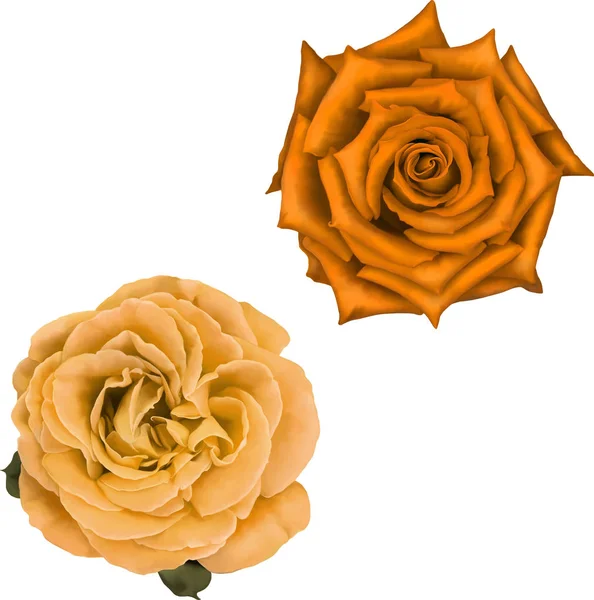 黄色和橙色玫瑰花朵 — 图库照片