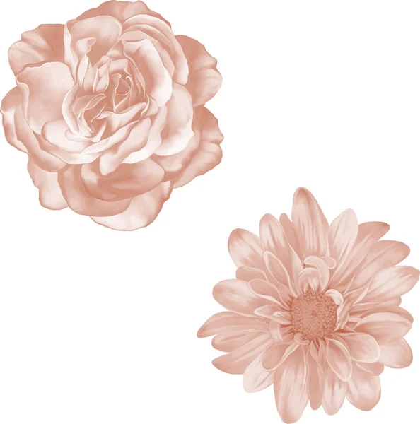 Bright beige Rose and Chrysanthemum Flowers — Stock Photo, Image