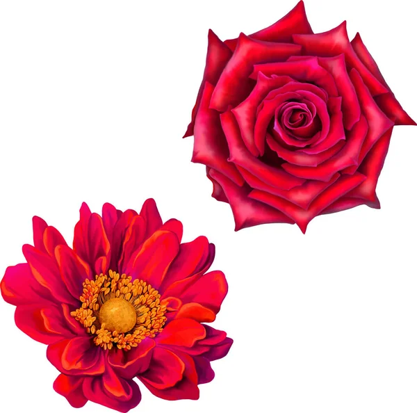 parlak kırmızı gül ve kasımpatı çiçekleri