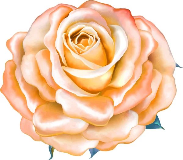 光橙色玫瑰花朵 — 图库照片